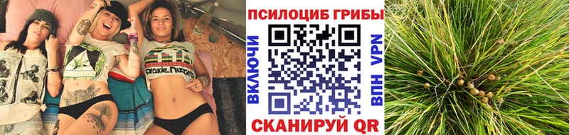 ссылка на мегу вход  Петухово  дарк нет состав  Псилоцибиновые грибы мицелий 